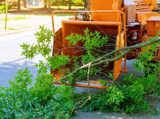 Urban Forestry: Tree Services for City and Suburban Landscapes