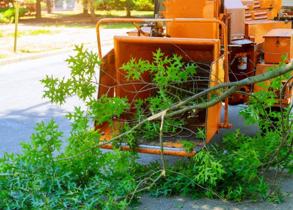 Urban Forestry: Tree Services for City and Suburban Landscapes