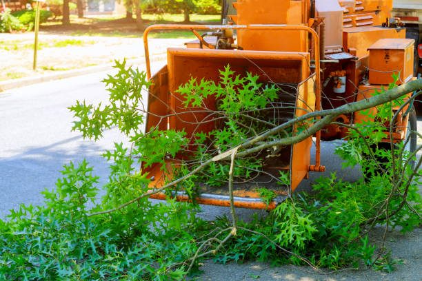 Urban Forestry: Tree Services for City and Suburban Landscapes