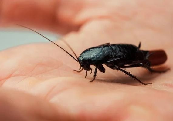 Top-Rated Cockroach Control Sydney