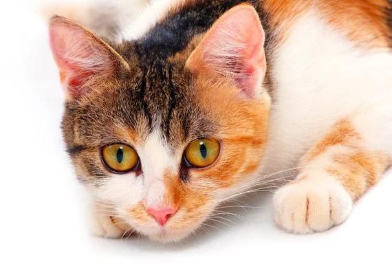 Understanding the Feline Distemper Vaccine: A Personal Journey