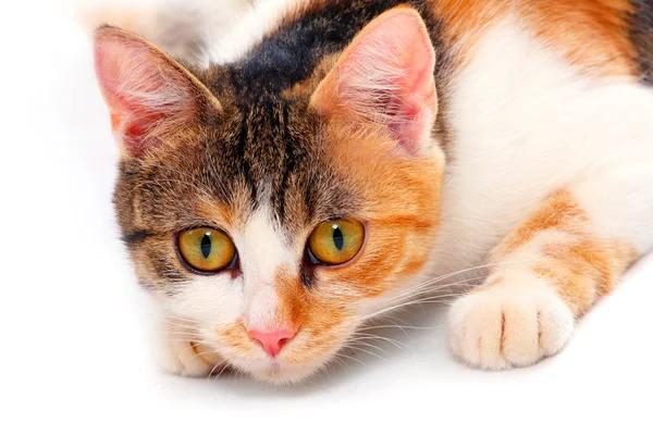 Understanding the Feline Distemper Vaccine: A Personal Journey
